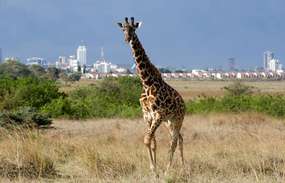 Mamba Village Mombasa 