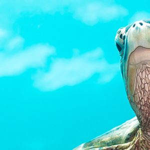 Snorkeling