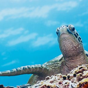 Snorkeling